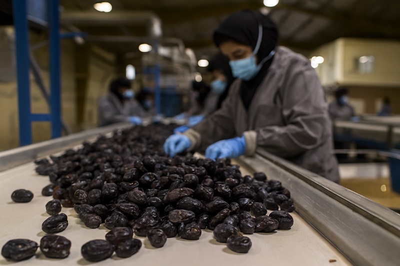 قیمت خرما مضافتی بم